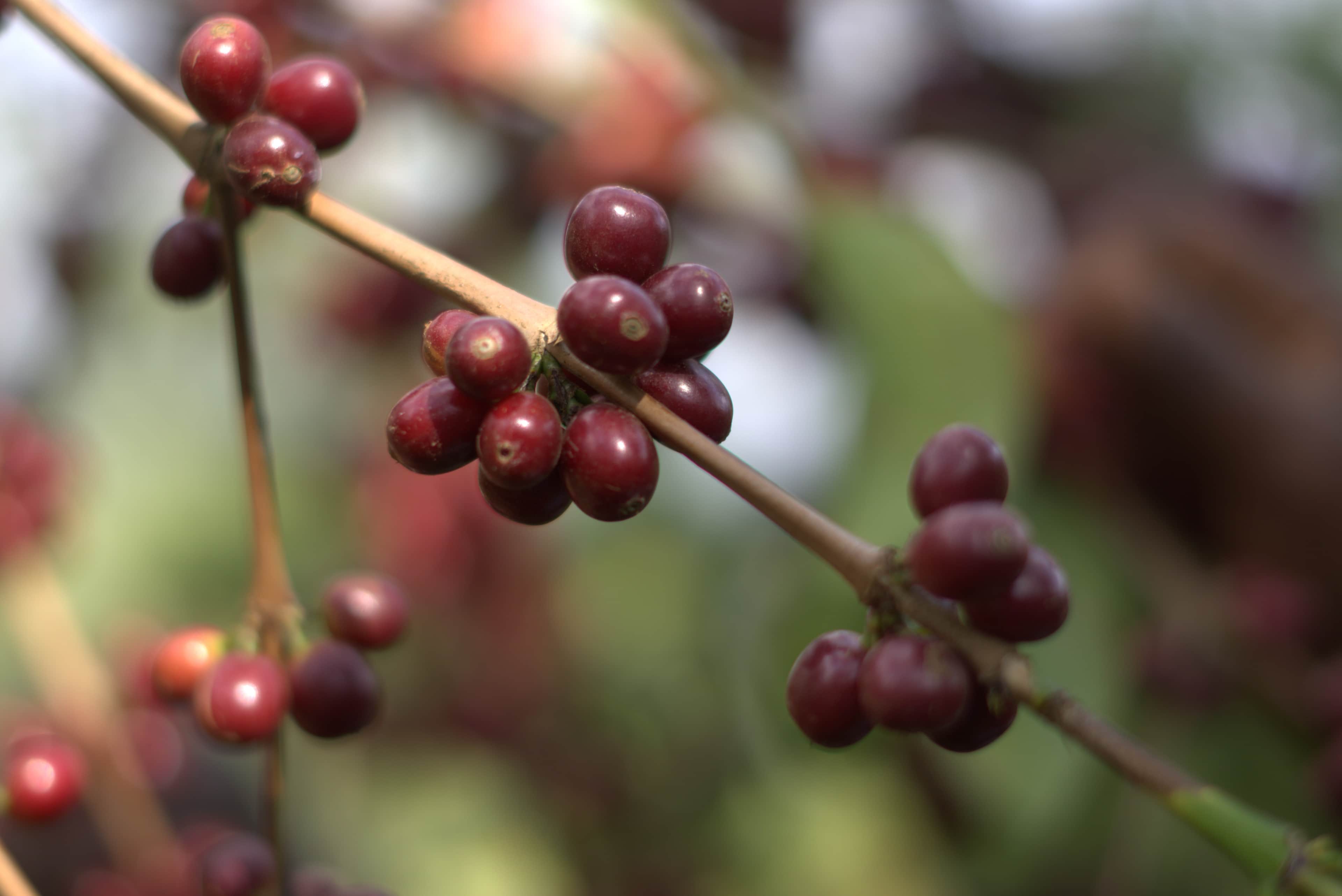 CoffeeNet Gallery 13