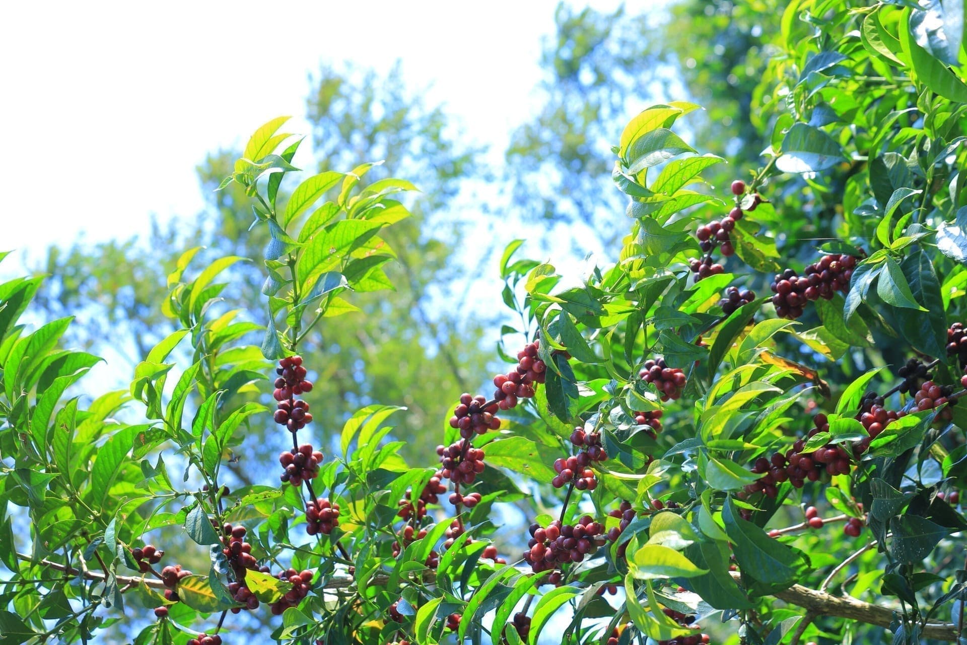 Ethiopian Coffee