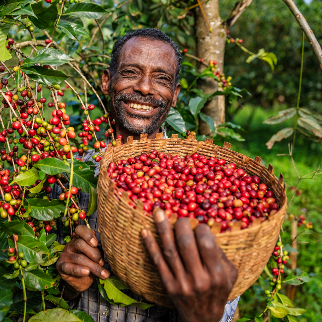 NATURAL YIRGACHEFFE LALESA GRADE 1